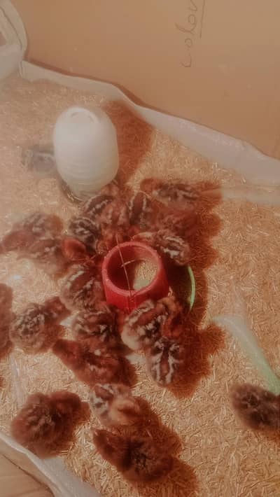 Mashallah pure Egyptian fayoumi breed chicks  available