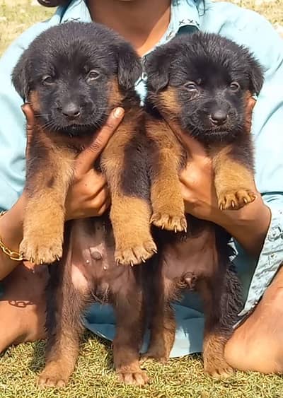 German Shepherd puppies for sale