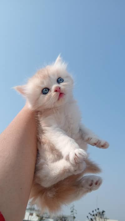 Cute & Healthy Baby Cat (2 Months) – Urgent Sale