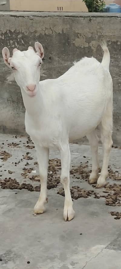 teddy goats available