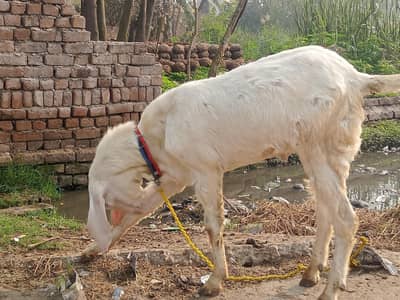 2 bakray hain white colour