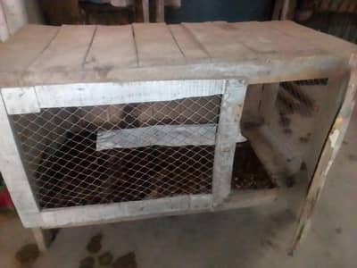 hen cage (pinjra)