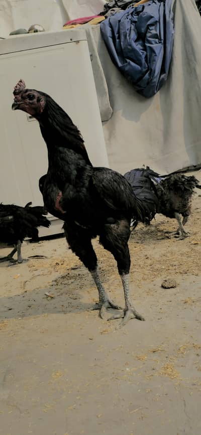 Dragon breed Available