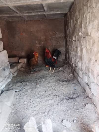 مرغی اور مرغا مرغی انڈے دیتی ہے