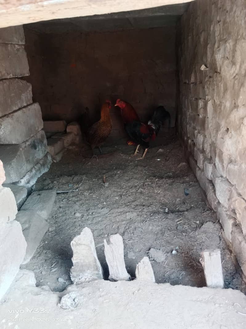 مرغی اور مرغا مرغی انڈے دیتی ہے 1