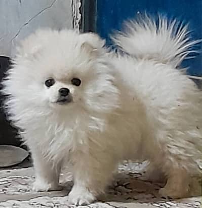 Pomeranian Puppy | Cup size Puppy | Toy Breed Pomeranian For Sale