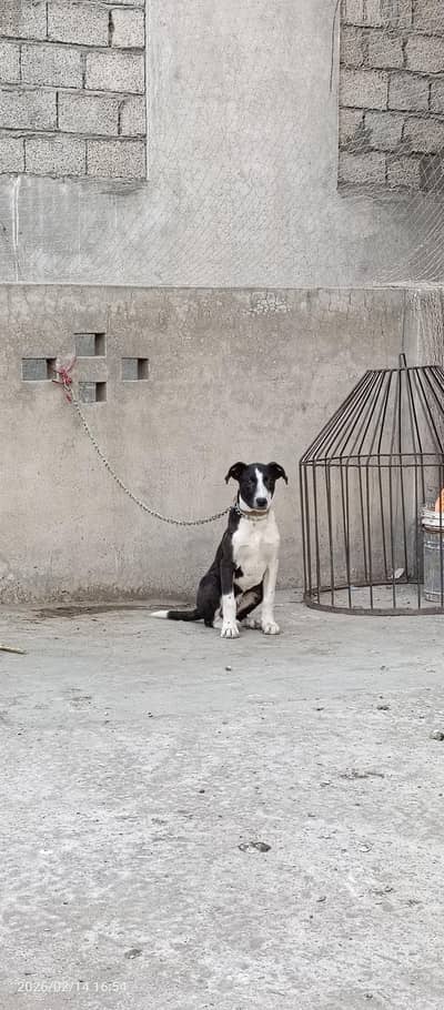 Belgian | Alsatian | Bakarwal | Shepherd guard dog for farms