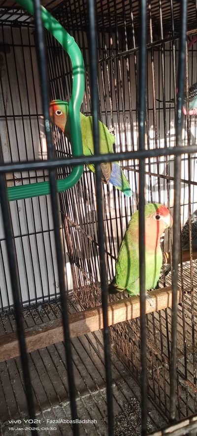 one pair Satenate, lakha cross, cross breed