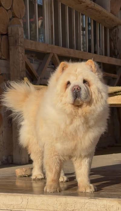 Chow chow imported pedigree puppies available for sale