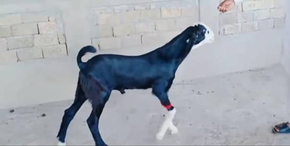 desi bakry sale 2 tandrust whtsap 0322=6337=538