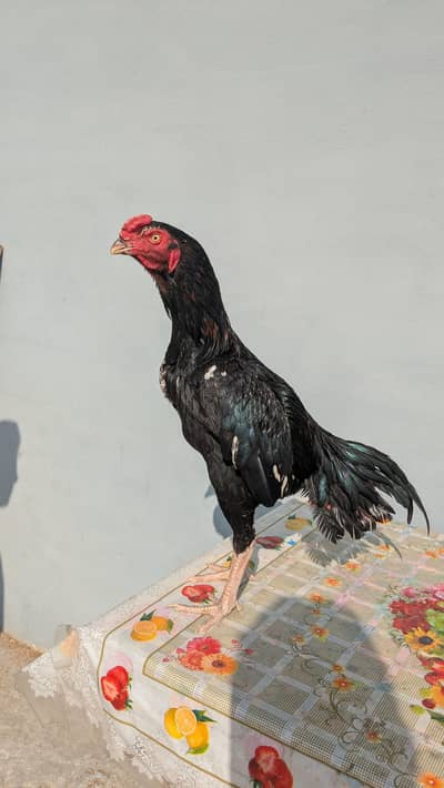 Lasani Mushqa Aseel High quality