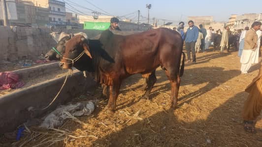 2 dant sahiwal cross bachra for sale