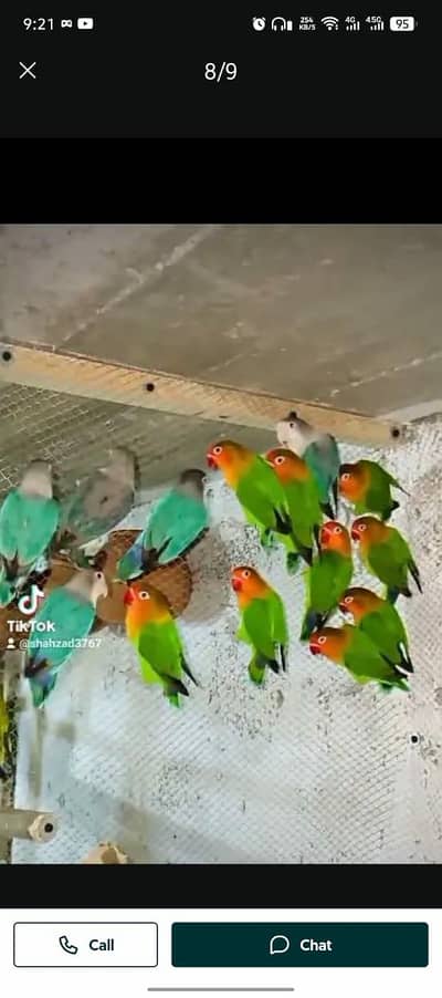 love bird/greenfisher /Albino /creamino /decinoblue fishry