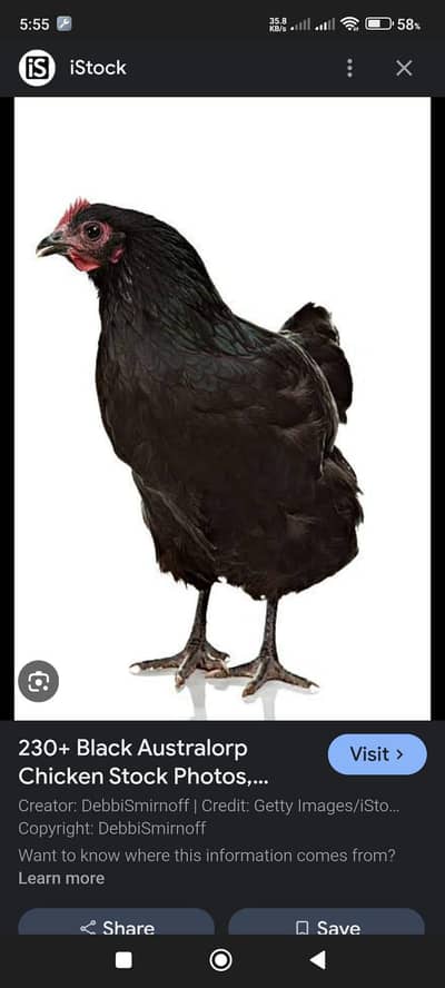 Australorp hens