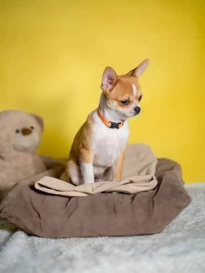 Chihuahua Puppies | Tiny Size Puppy | Chihuahua Puppies / Dog For Sale
