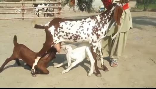 Desi Beatle bakri 2 bcho sath whtsp 0322=6337=538