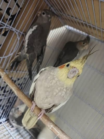 2 Cocktail gray maile for sale