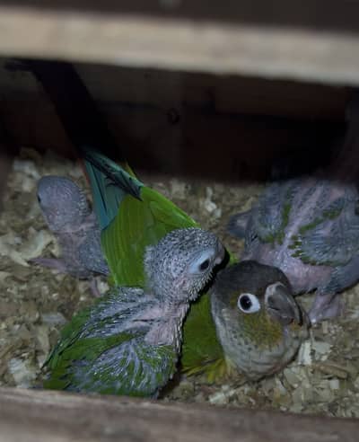 Green chick pineapple Conure high red factor