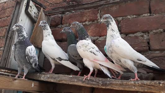 Vip parvazi young pathiya pathay for sale.