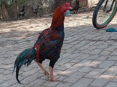 Aseel murga For sale active & healthy