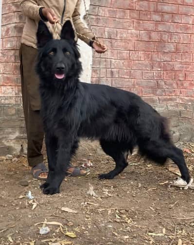 black German shepherd female