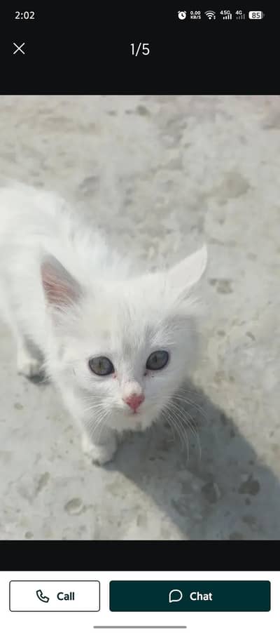 Persian cat available for sale