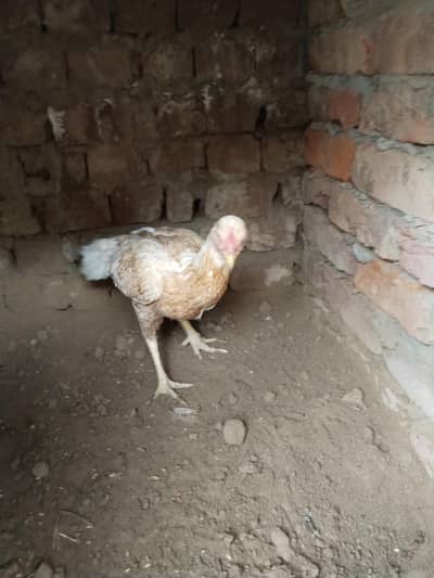 aseel ha full active Andy deti ha