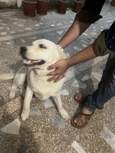 American Labrador Available for Cross