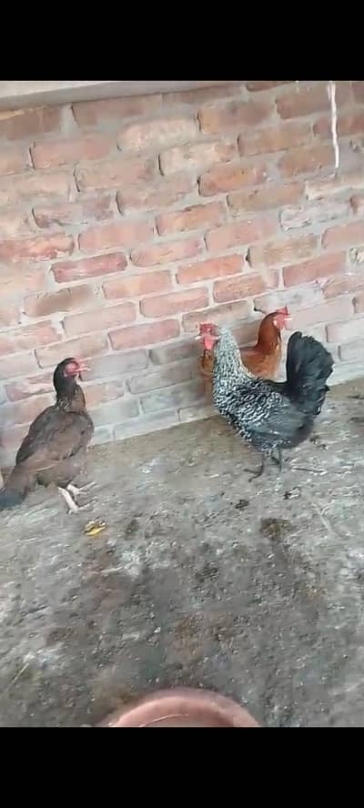 murgya Andy dety hai air sahat mand Bhai hai