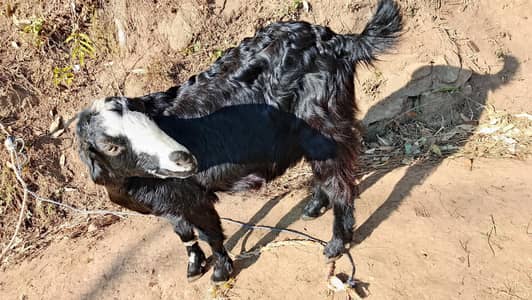 Two Goats for sell  urgent