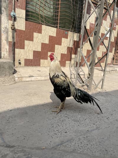 Aseel mianwali 03490163612