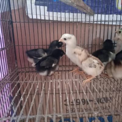 Aseel Chicks