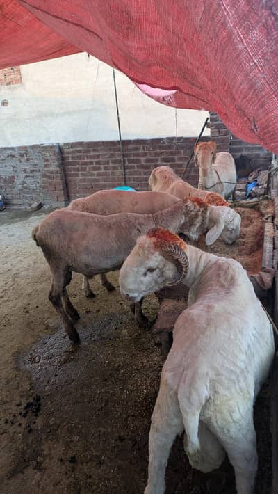 5 male mashallah 50/55 plus waight per piece 03/27/943/79/29