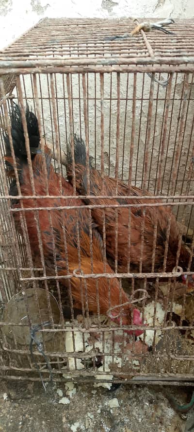 Misri hen (Male/Female) Pair.