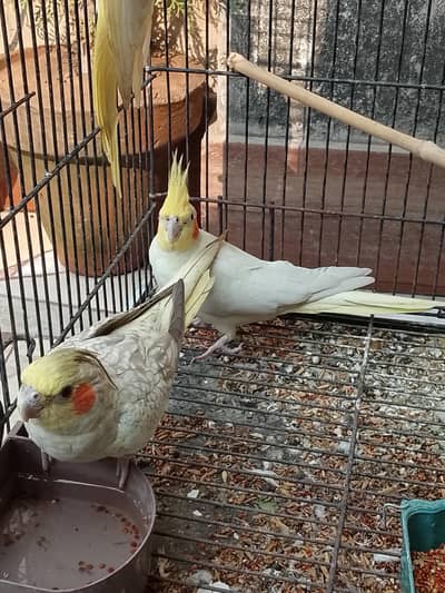 Cockatiel breeder pair