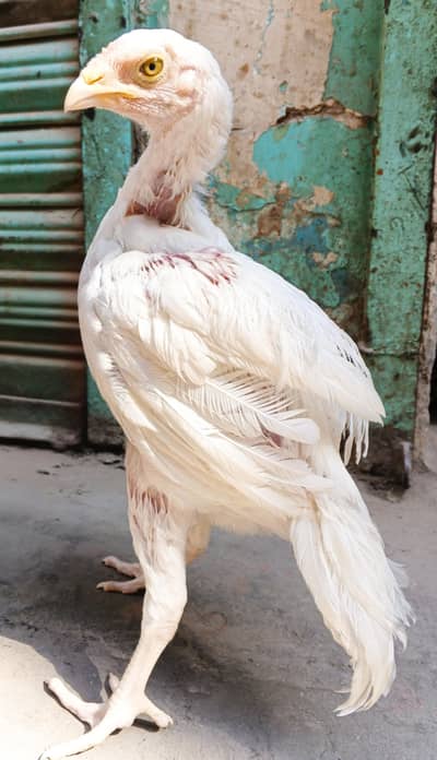 Pure Heera Aseel Little Pair