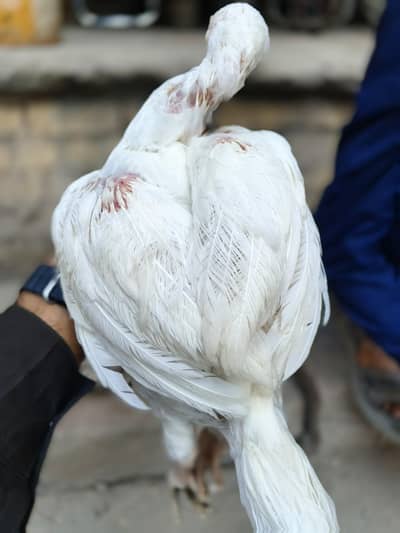 Pure Heera Aseel Little Hight Qulity Pair