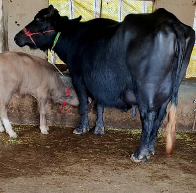 Buffalo/cow/bhans/neli ravi