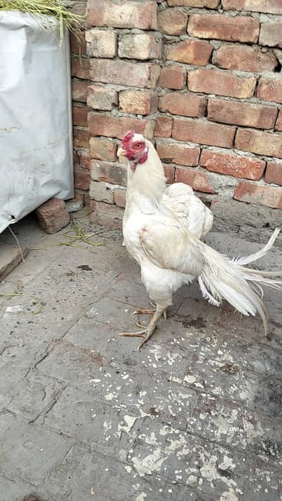 Parrot beak Asal Aseel Heera Murgy