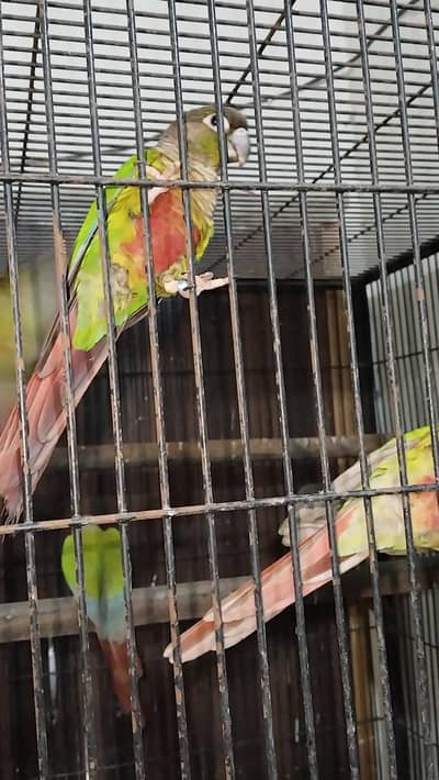 Pine apple and green cheek DNA