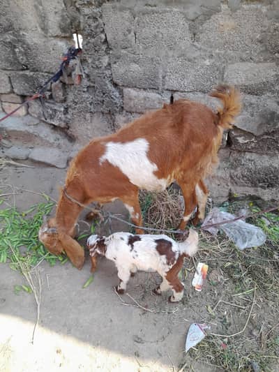 bakri for sale 8 dant hy or Sat ma female bache b hy