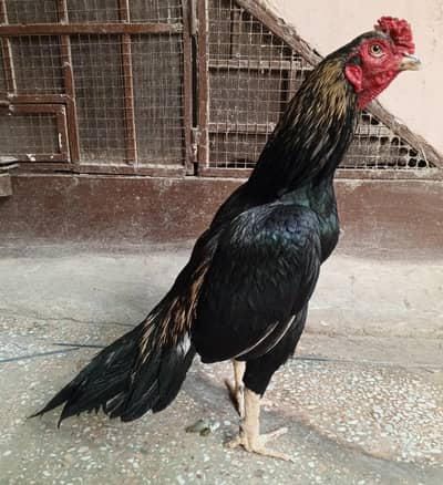 aseel murga Merati jawa 03498200770