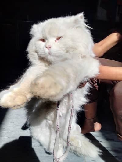 male hai active hai koi masla Nii  hai or  khlta hai