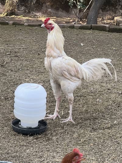 Home Raised Egg Laying Birds For Sale