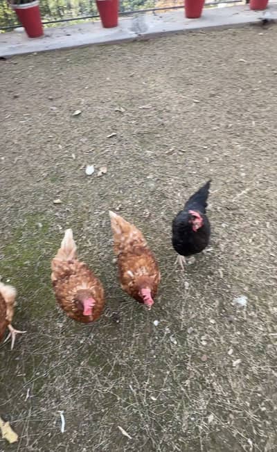 Home Raised Egg Laying Hens and Rooster  For Sale