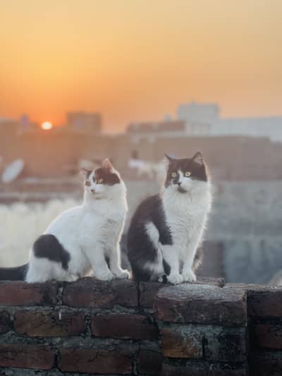 Cats, Male or female