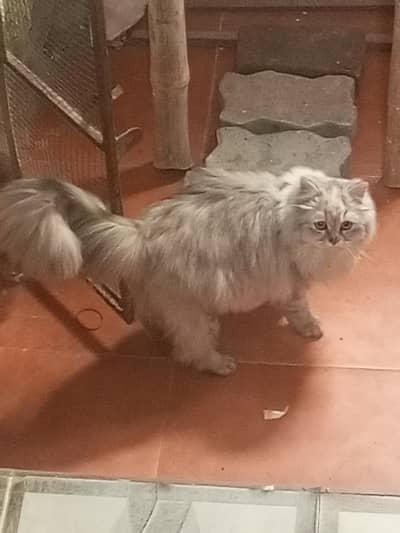 purshion cat for sale Female