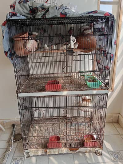 finches with  cage