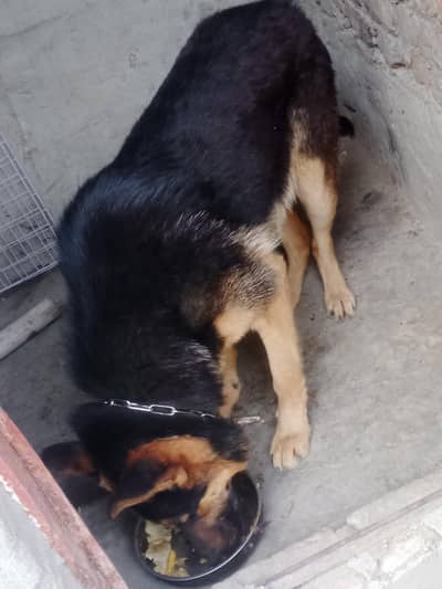 German shepherd urgent sale