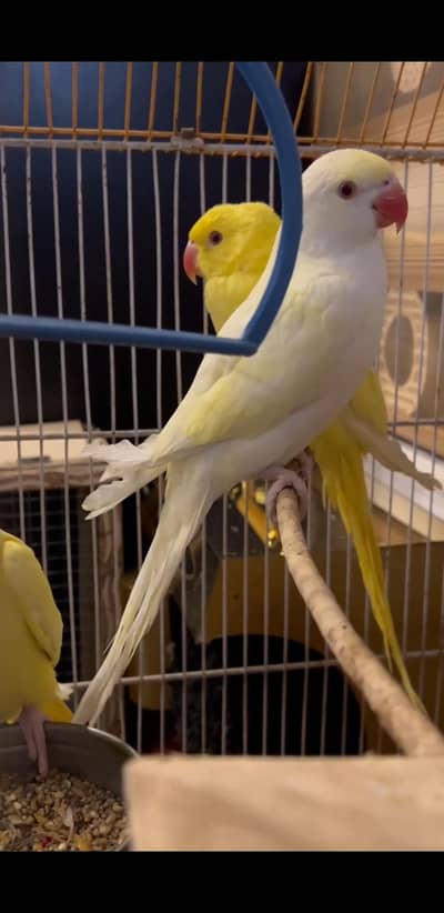 YELLOW AND CREAMENO PARROT